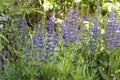 Blooming Salvia nemorosa flowers