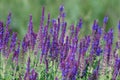 Blooming Salvia Superba close up on a sunny day Royalty Free Stock Photo