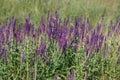 Blooming Salvia Superba close up on a sunny day Royalty Free Stock Photo