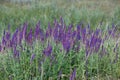 Blooming Salvia Superba close up on a sunny day Royalty Free Stock Photo