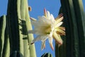 Blooming San Pedro Cactus Latin - Trichocereus pachanoi