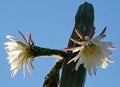 Blooming San Pedro Cactus Latin - Trichocereus pachanoi