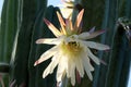 Blooming San Pedro Cactus Latin - Trichocereus pachanoi