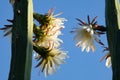 Blooming San Pedro Cactus Latin - Trichocereus pachanoi