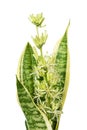 Blooming Sansevieria Royalty Free Stock Photo