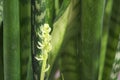 Blooming sansevieriya Royalty Free Stock Photo