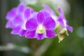 Blooming Saturate Purple Orcid on the blur green background Royalty Free Stock Photo