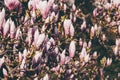 Blooming saucer magnolia tree Royalty Free Stock Photo