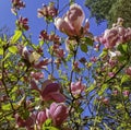 Blooming Saucer Magnolia in British park