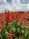 Blooming Scarlet sage garden in the summer. Royalty Free Stock Photo