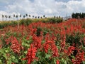 Blooming Scarlet sage garden in the summer. Royalty Free Stock Photo