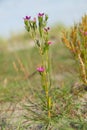 Blooming Seaside centaury Royalty Free Stock Photo