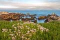 Blooming seaside daisies (Erigeron glaucus) along the Monterey Coast, California, United States