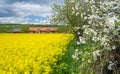 Blooming season in Sweden Royalty Free Stock Photo