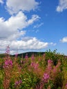 Blooming season for wild flowers in Parc National des Grands Jardins in Charlevoix, Quebec