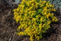 Blooming sedum acre, known as the Biting stonecrop