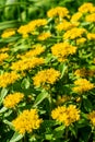 Blooming sedum Aizun in the summer garden. Royalty Free Stock Photo