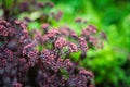 Blooming sedum in the garden