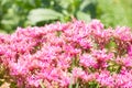 Blooming Sedum on green meadow