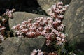 Blooming sedum plant on rocks Royalty Free Stock Photo