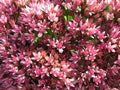 Blooming Sedum prominent, or stonecrop (sedum)