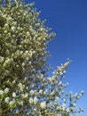 Blooming shadberry tree against a cloudless blue sky Royalty Free Stock Photo