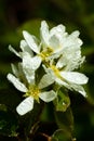 A blooming shadberry white flowers with raindrops in home garden