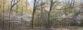 Blooming shadbush or amelanchier in early spring forest