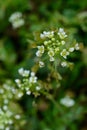 A blooming shepherd`s purse