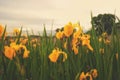 Blooming on the shore of the lake is the flower of the yellow iris pseudacorus