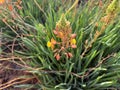 Blooming shrub Bulbine Latin - Bulbine frutescens