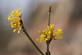 Blooming shrub Cornus mas in the forest. Royalty Free Stock Photo