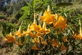 Blooming shrub with huge elongated flowers in the shape of trumpets. Brugmansia with bright yellow flowers. Angel`s trumpet. Royalty Free Stock Photo