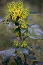 Mahonia aquifolium Berberidaceae