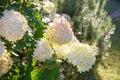 Blooming shrub white paniculata hydrangea Hydrangea paniculata in summer garden. Close-up of hydrangea flower Royalty Free Stock Photo