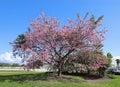 Blooming silk floss tree