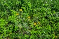 Blooming silver-leaf cinquefoil growing among lush green grass on a sunny spring-summer day. Medicinal plant with small yellow