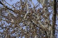 Blooming silver poplar. Silver poplar tree in spring. Poplar Royalty Free Stock Photo