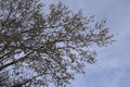 Blooming silver poplar. Silver poplar tree in spring. Poplar Royalty Free Stock Photo