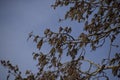 Blooming silver poplar. Silver poplar tree in spring. Poplar Royalty Free Stock Photo