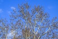 Blooming silver poplar. Silver poplar tree in spring. Poplar Royalty Free Stock Photo