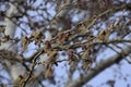 Blooming silver poplar. Silver poplar tree in spring. Poplar Royalty Free Stock Photo