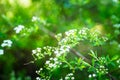 Blooming silver Spiraea bush in the garden