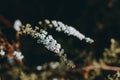 Blooming silver Spiraea bush in the garden. Selective focus