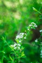 Blooming silver Spiraea bush in the garden