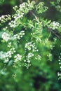 Blooming silver Spiraea bush in the garden