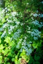 Blooming silver Spiraea bush in the garden