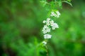 Blooming silver Spiraea bush in the garden