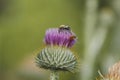 Blooming silver thistle