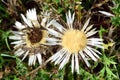 Blooming silver thistles with prickly leaves and silver flowers are photographed from above